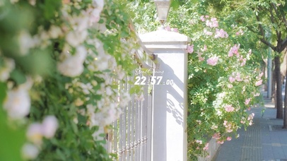 4k 治愈唯美夏日路边鲜花