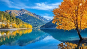 镜湖枫树