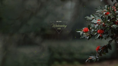 唯美雨中蔷薇花