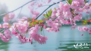 樱花语