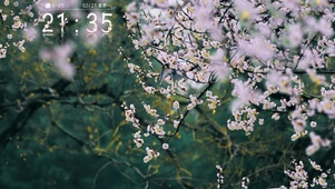 樱花壁纸