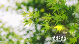 枫叶林