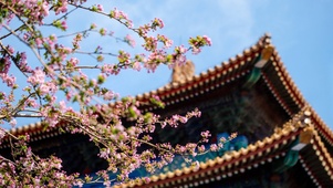 故宫（樱花）
