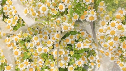 治愈清新小雏菊