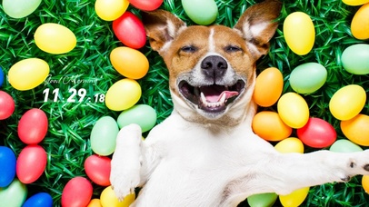 狗狗の笑容 点赞关注者好运连连