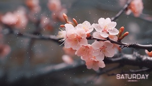 樱花的祝福