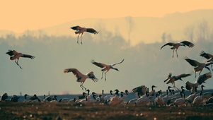 夕阳与鸟