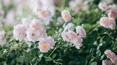 4K清新雨后蔷薇