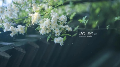 春天清新护眼鲜花