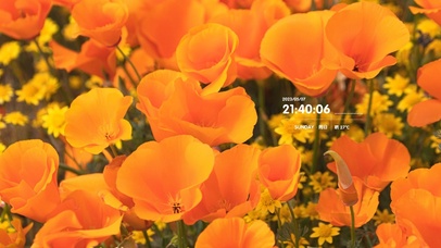 4k阳光温暖花卉桌面