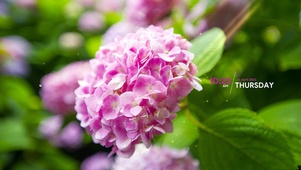 粉色绣球花