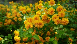 迷人的小黄花