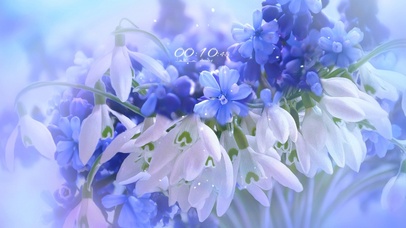 4K治愈唯美紫色风信子