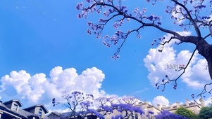 蓝花楹