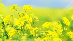 唯美油菜花