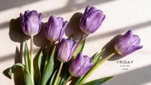 4k小清新郁金香