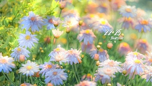 唯美清新夏日鲜花