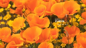 4k阳光温暖花卉桌面
