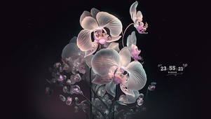 水晶蝴蝶兰