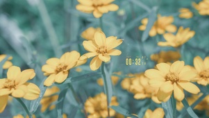 4K 故事的小黄花