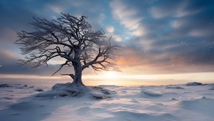 大雪枯树