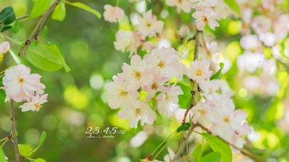 4K唯美治愈清新绿叶樱花