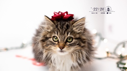 4k萌猫猫桌面壁纸