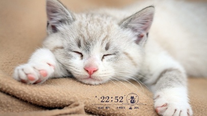 碎觉觉滴小猫咪