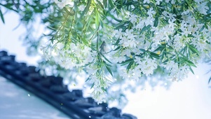 治愈唯美绿叶竹夹桃