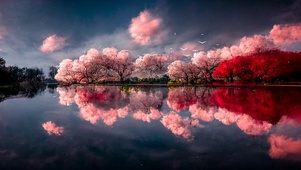 樱花树下的小河