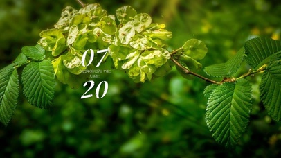 4k高清简约护眼绿植系列