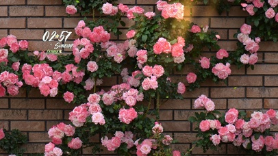 4k高清简约清新花系列