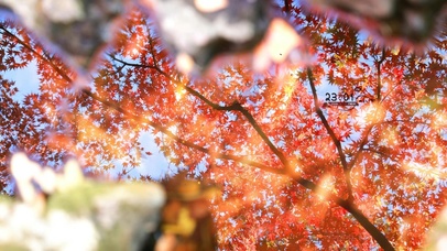 4k治愈清新枫叶遮阳