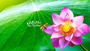 唯美荷花