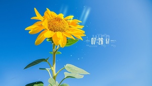 唯美向日葵