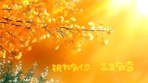 银杏树