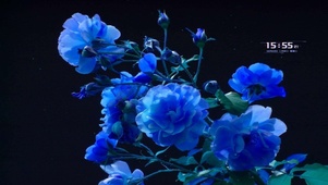护眼花卉