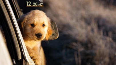 金毛小狗狗超可爱