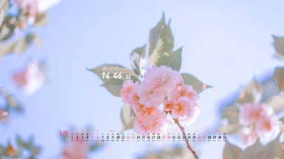 4K唯美治愈盛开の蔷薇花