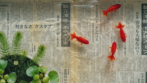 纸上游鱼（互动）