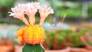 仙人掌开花