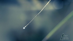 雨中唯美雨滴