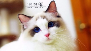 蓝眼猫咪