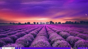 紫色薰衣草主题壁纸