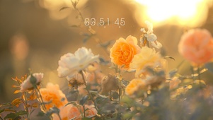 4K 暖阳下的花