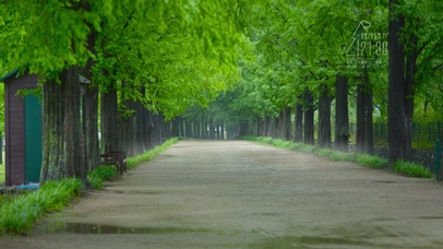 雨天护眼绿林路