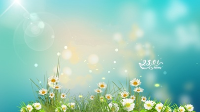 4k  治愈温馨小雏菊