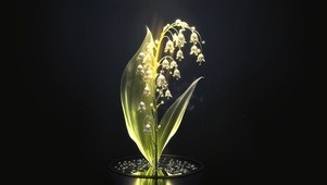 治愈 花束