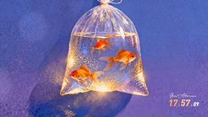 唯美光影 招财锦鲤