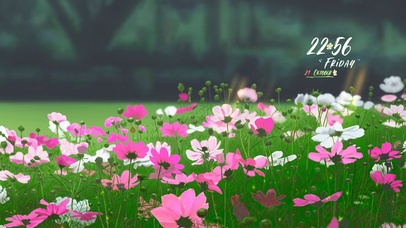 护眼清新格桑花